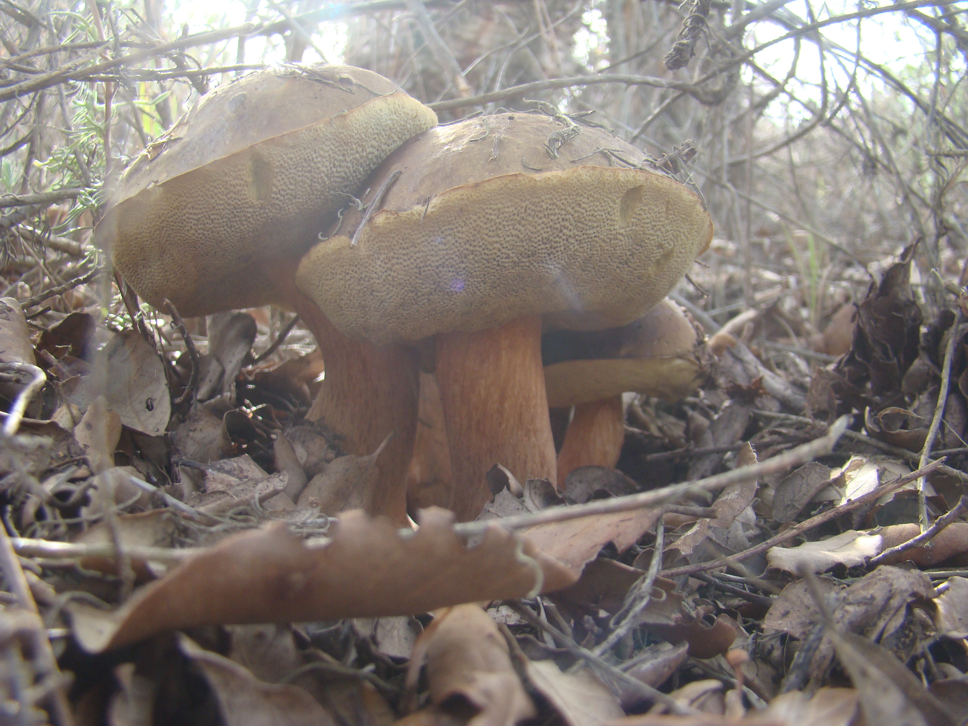 XerocomusBadius.JPG