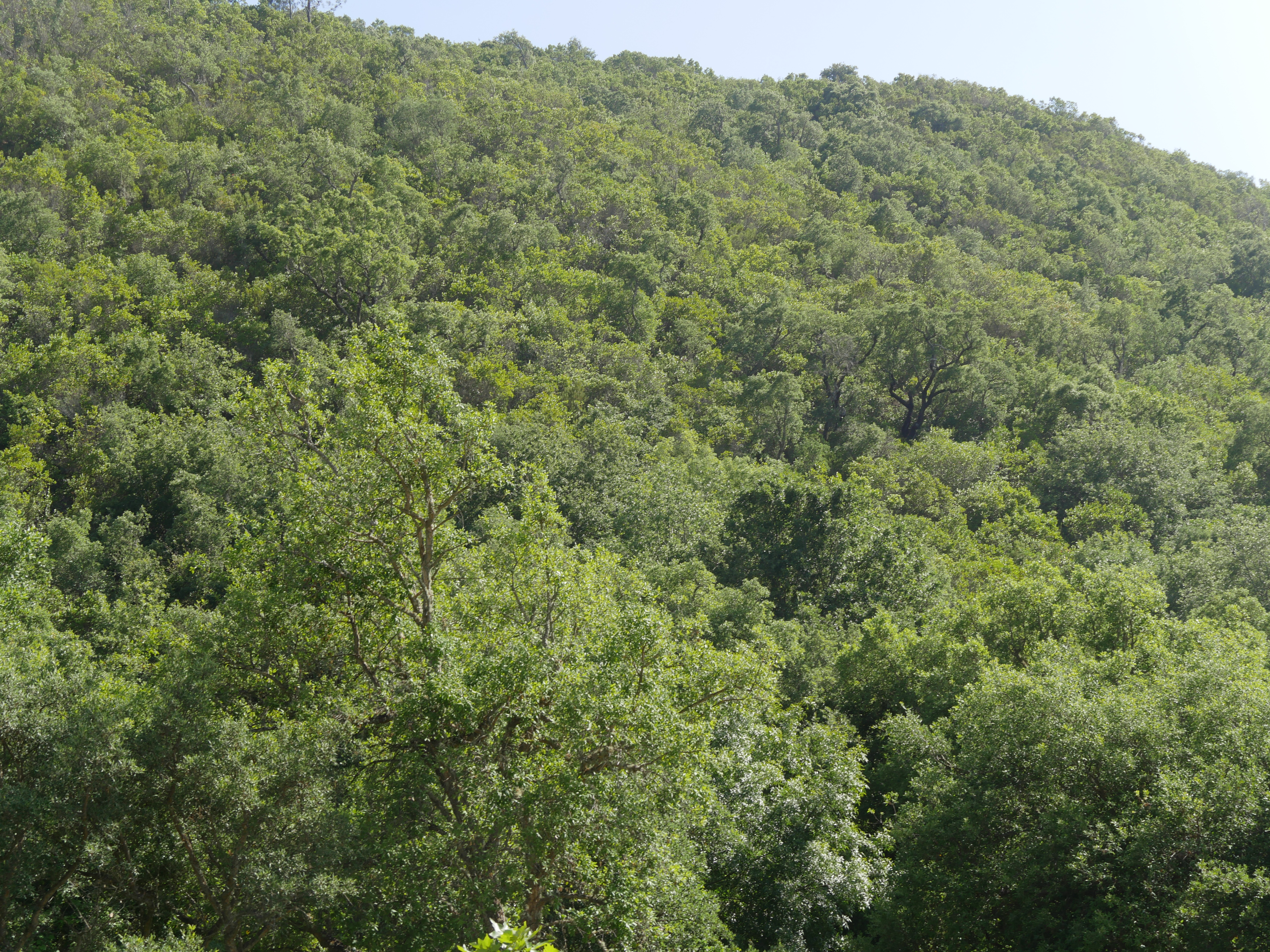Carvalhal do Vale das Amoeiras.JPG